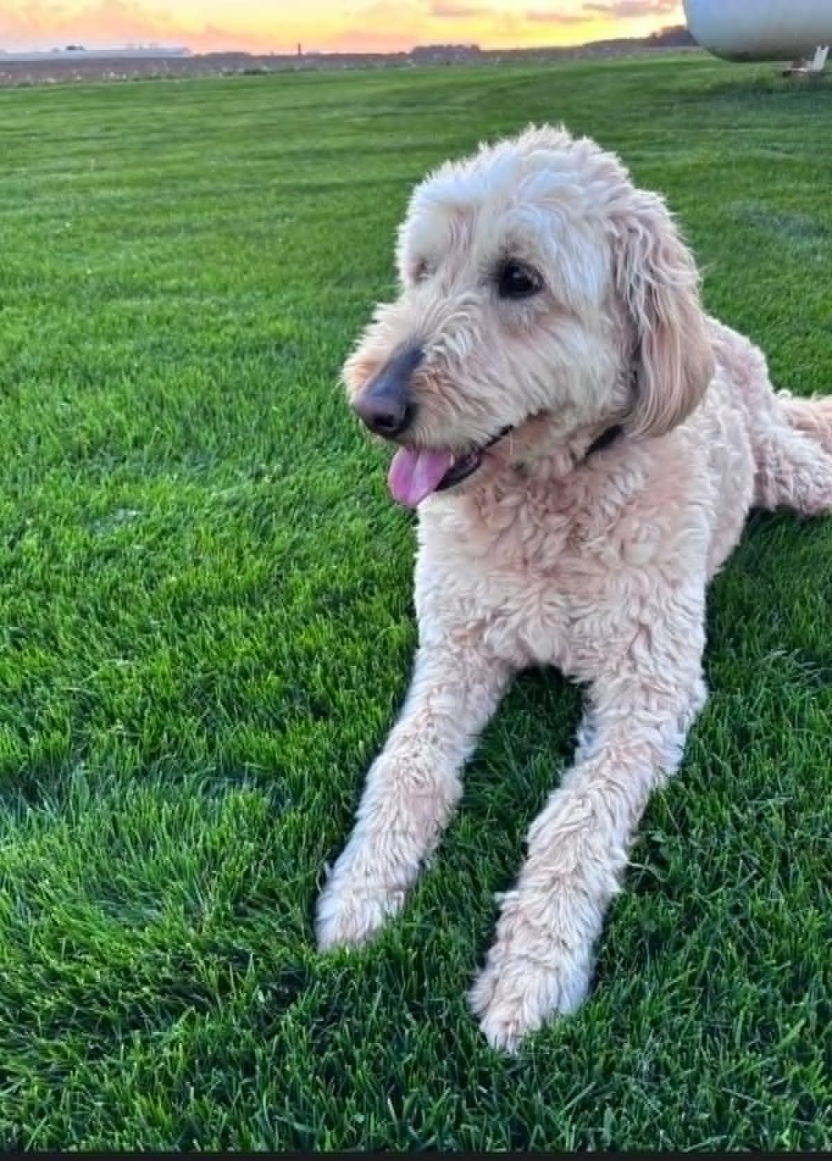 Oakley!!, an adoption pending Goldendoodle in Celina, OH image 2/6