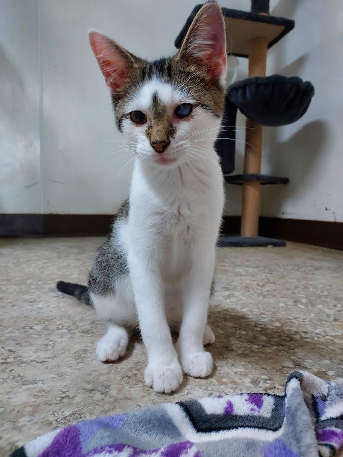 Enlarge Maxwell, a Adoptable Tabby in Hendersonville, TN image 1/1