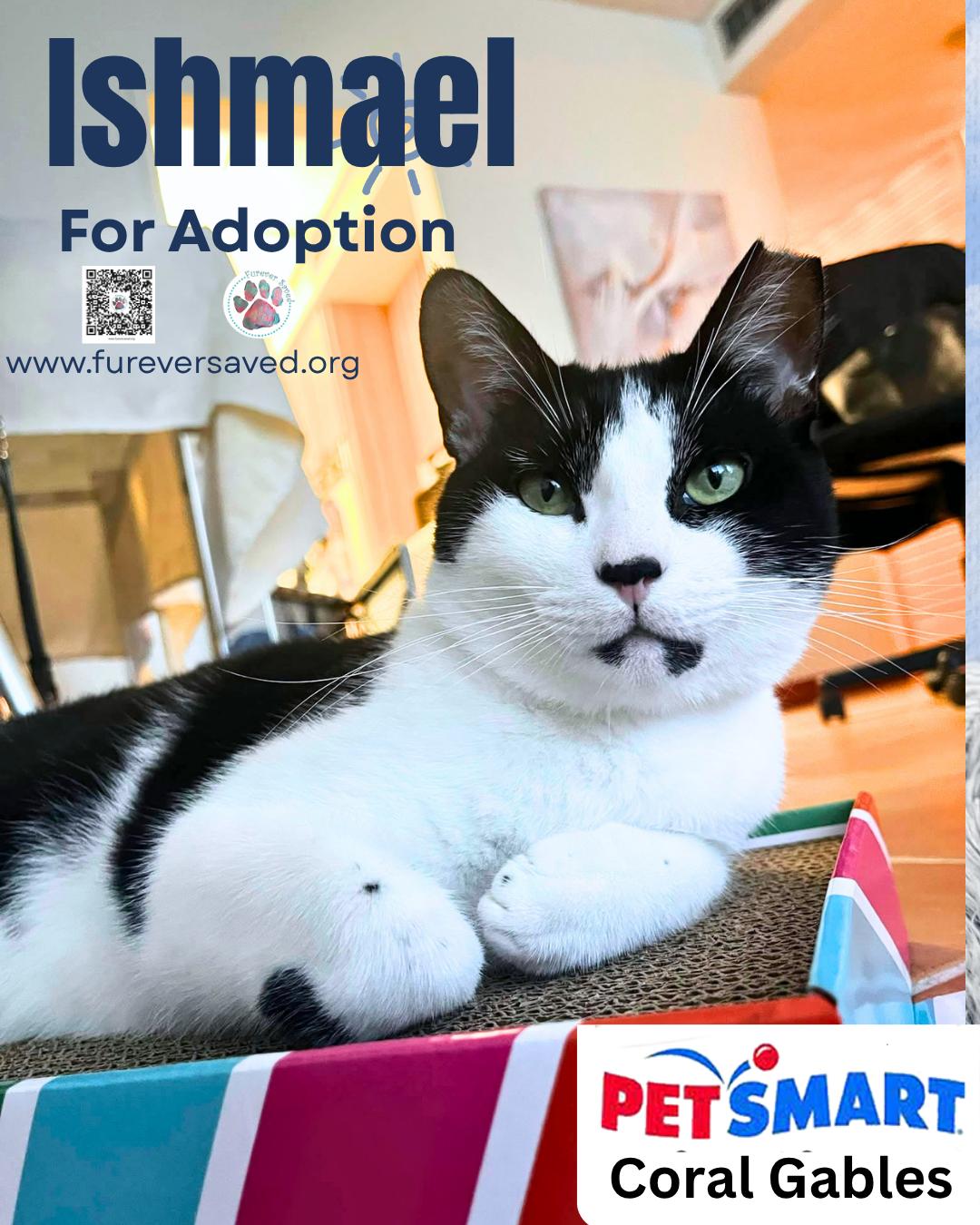 Enlarge Ishmael, a Adopted Domestic Short Hair in Miami, FL image 3/5