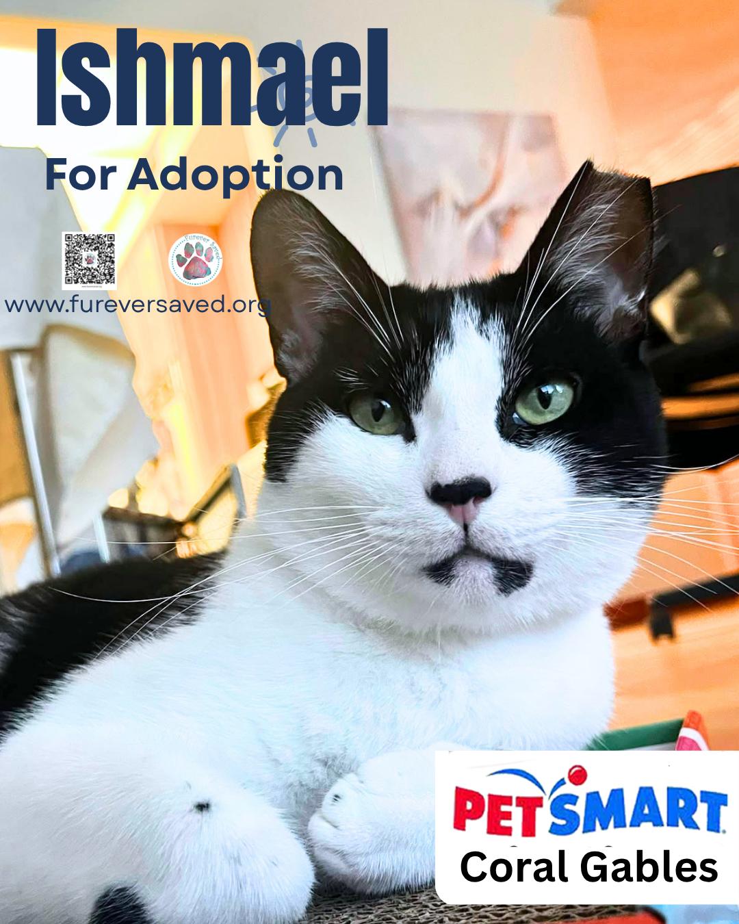 Ishmael, Adopted, Young Male Domestic Short Hair.