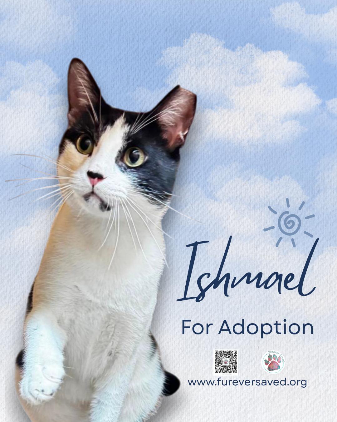 Enlarge Ishmael, a Adopted Domestic Short Hair in Miami, FL image 2/5