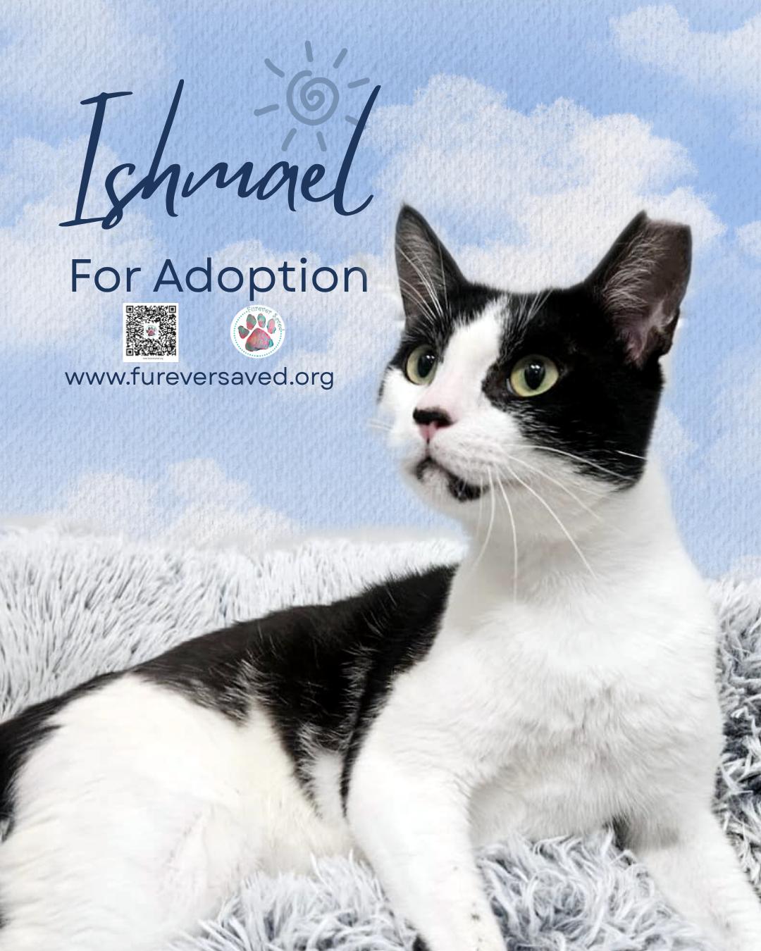 Enlarge Ishmael, a Adopted Domestic Short Hair in Miami, FL image 4/5
