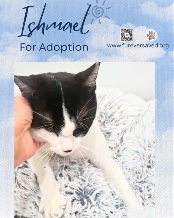 Enlarge Ishmael, a Adopted Domestic Short Hair in Miami, FL video 5/5