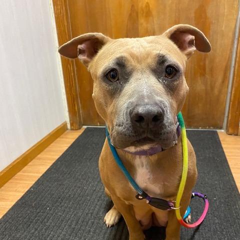 CJ, a Adoptable mixed breed in Madison, WI image 1/6