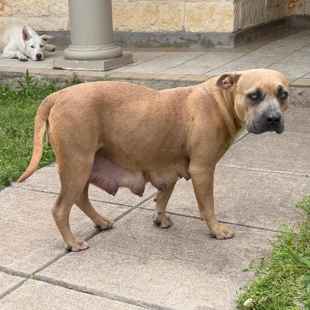 CJ, a Adoptable mixed breed in Madison, WI image 2/6