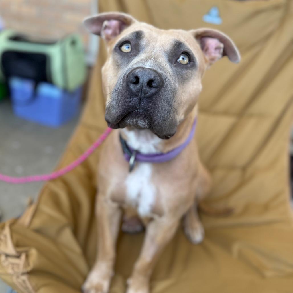 CJ, a Adoptable mixed breed in Madison, WI image 3/6