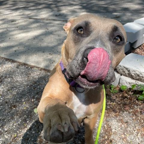 CJ, a Adoptable mixed breed in Madison, WI image 4/6