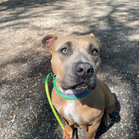 CJ, a Adoptable mixed breed in Madison, WI image 5/6
