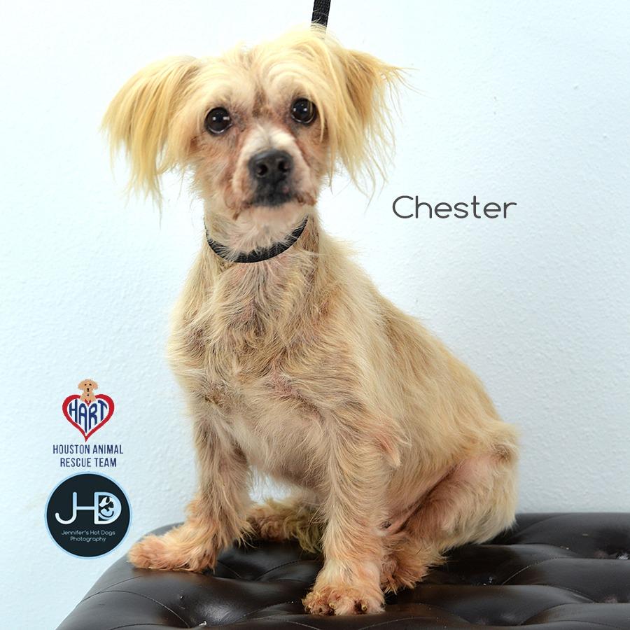 Chester, Adoptable, Young Male Shih Tzu & Yorkshire Terrier.