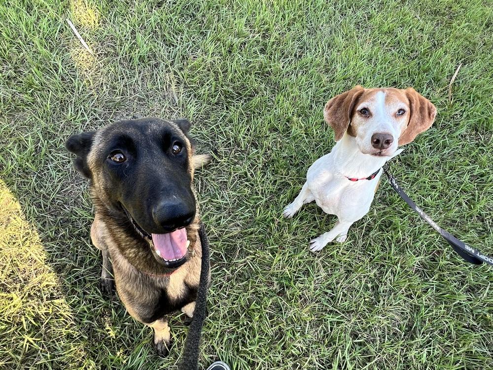 Typhoon - Located in Georgia, Adoptable, Young Male Belgian Shepherd / Malinois.