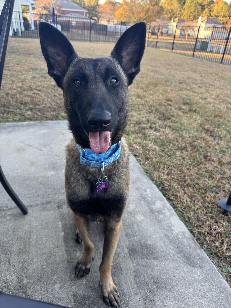 Typhoon - Located in Georgia, a Adoptable Belgian Shepherd / Malinois in Imlay City, MI image 4/6