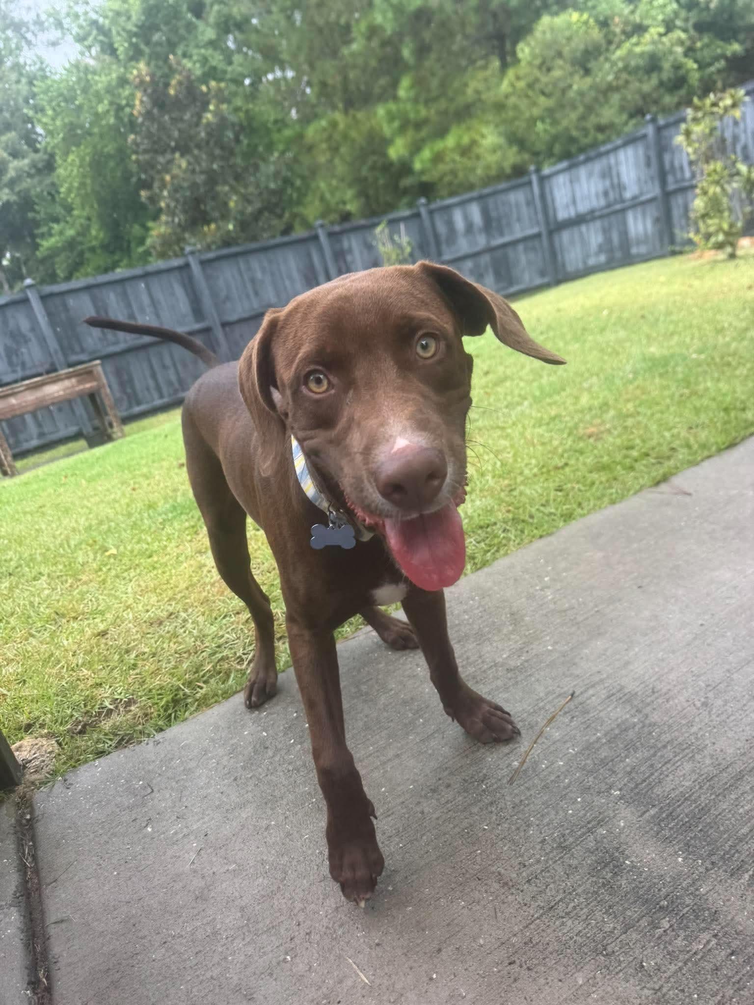 Enlarge Flash, a Adoptable mixed breed in Wando, SC image 4/6