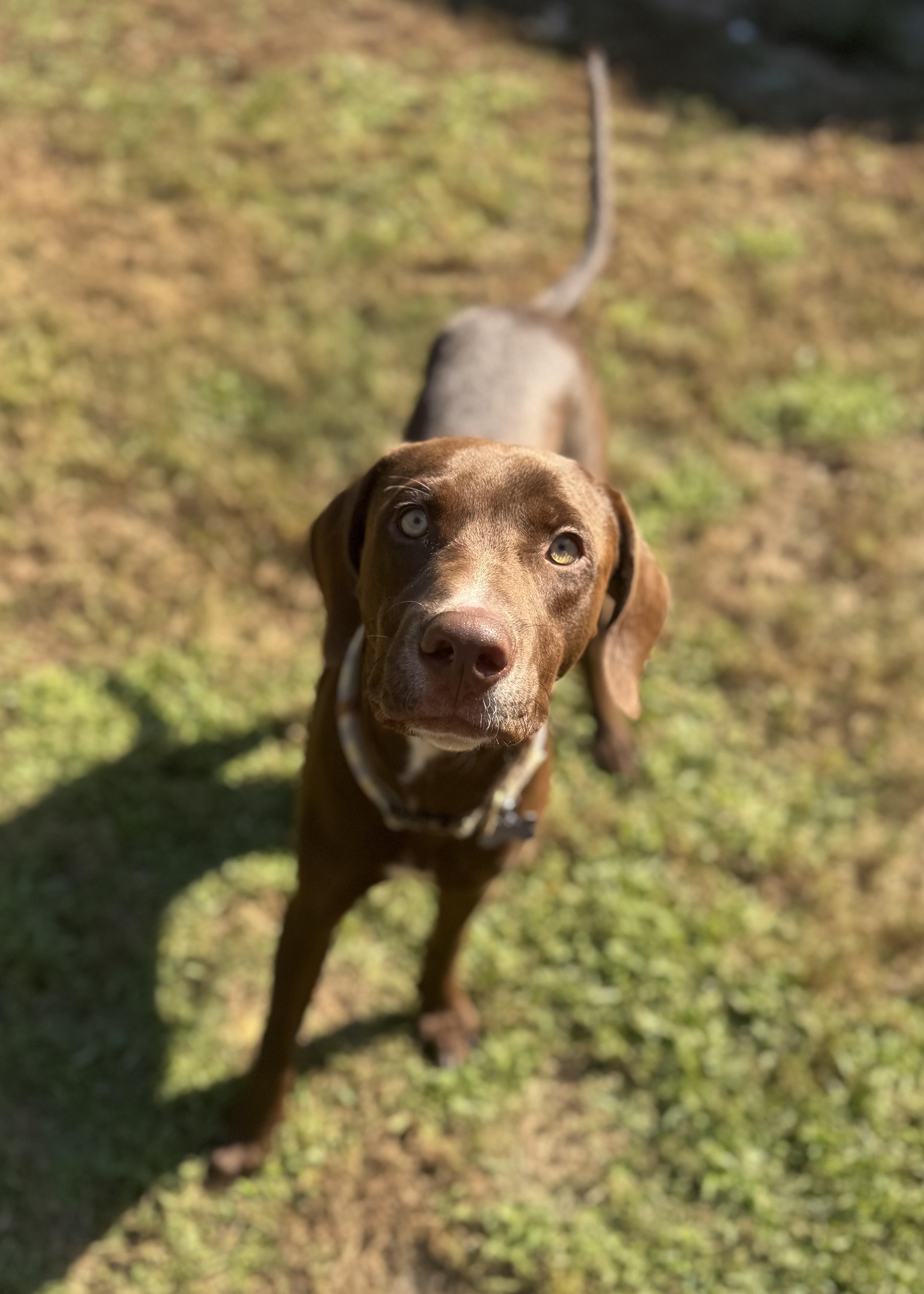 Flash, Adoptable, Young Male German Shorthaired Pointer.