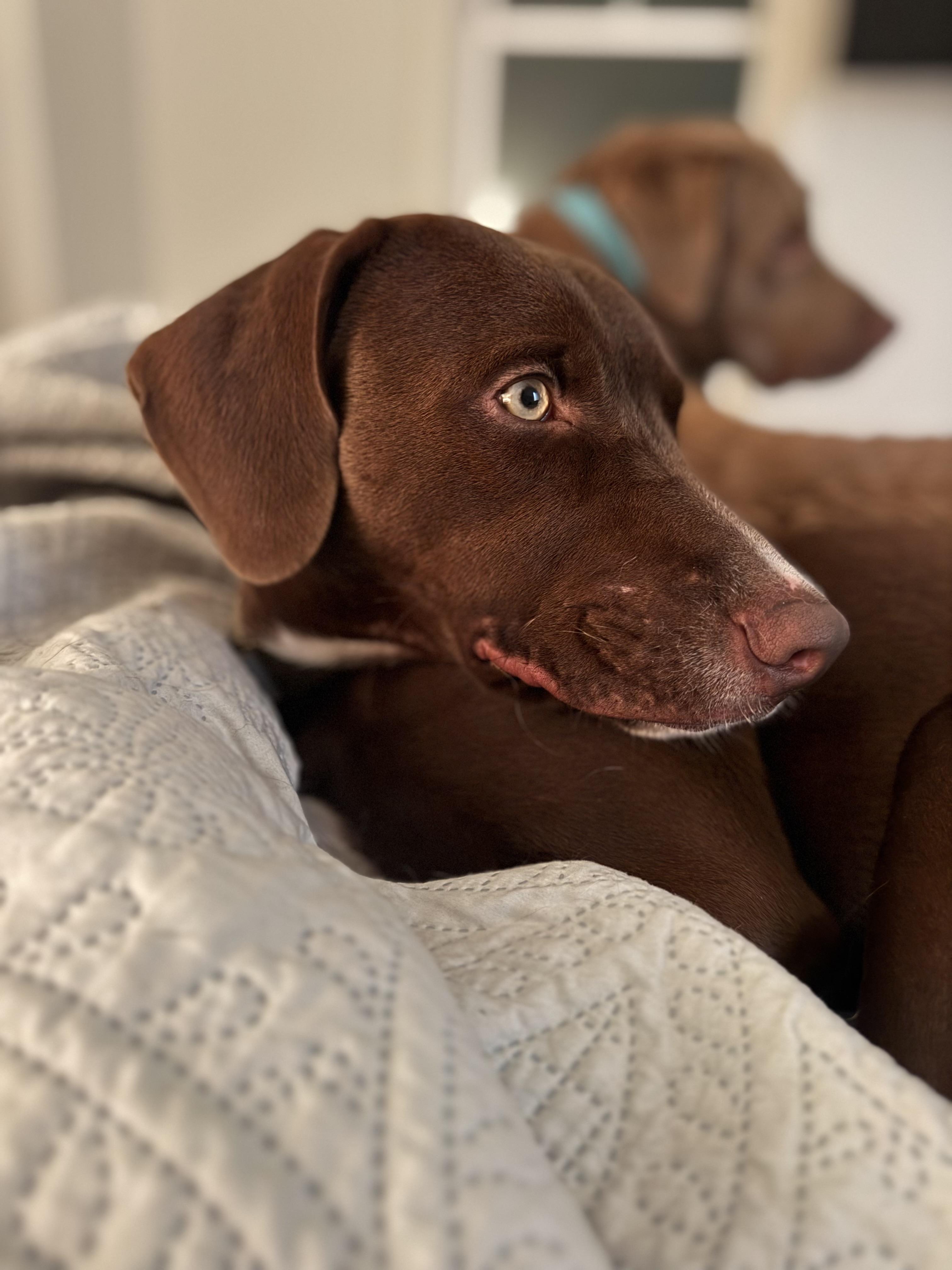 Enlarge Flash, a Adoptable mixed breed in Wando, SC image 6/6