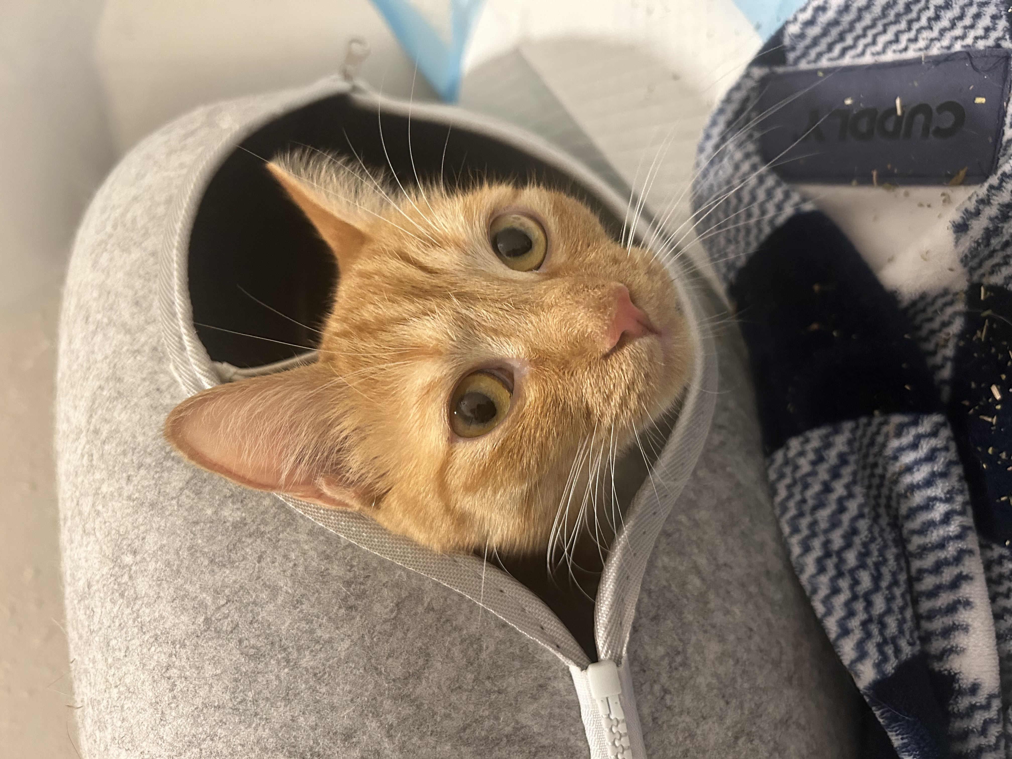 Enlarge Finn & Murphy, a Adoptable Domestic Short Hair in Tampa, FL image 6/6