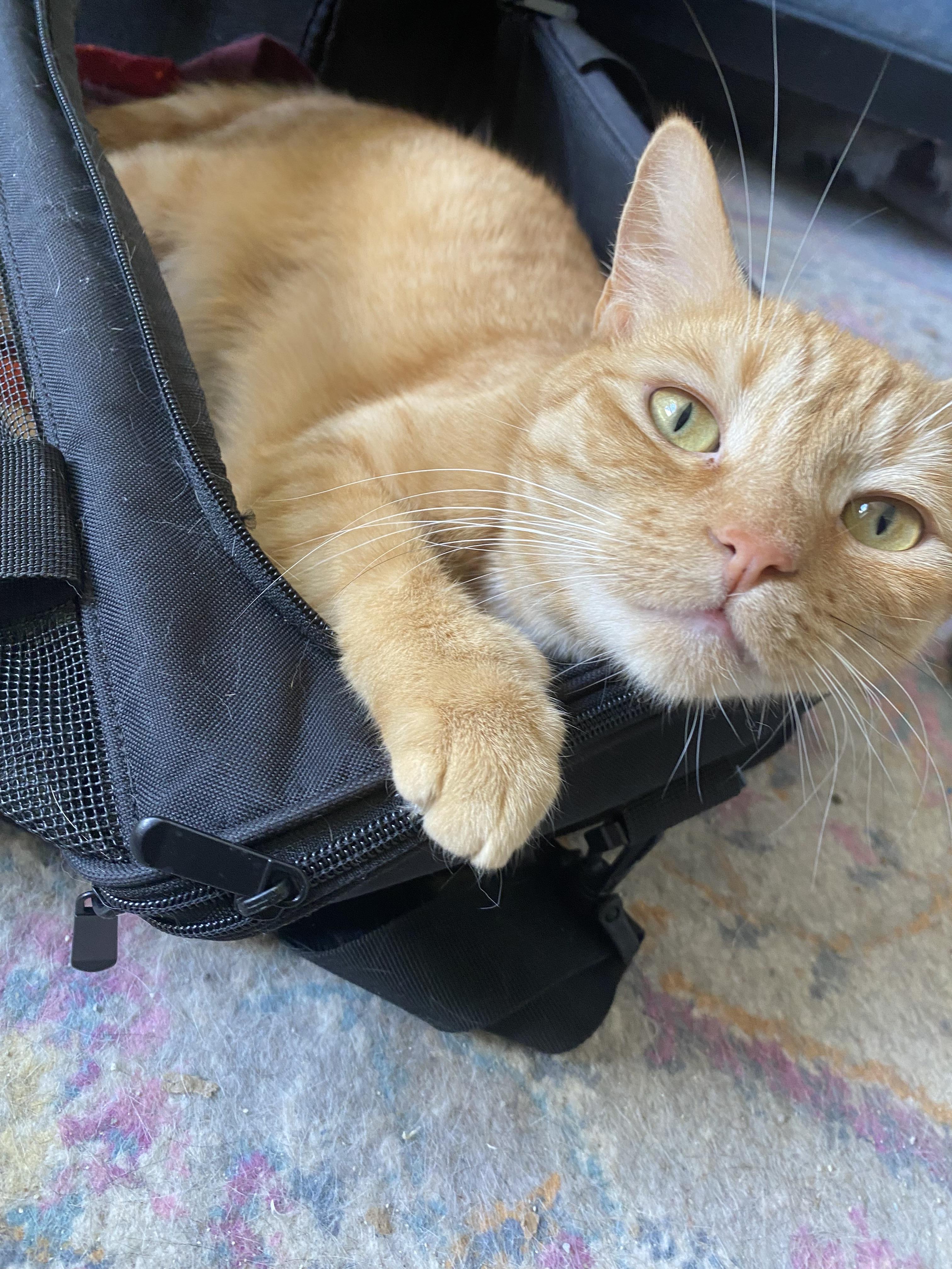 Enlarge Finn & Murphy, a Adoptable Domestic Short Hair in Tampa, FL image 1/6