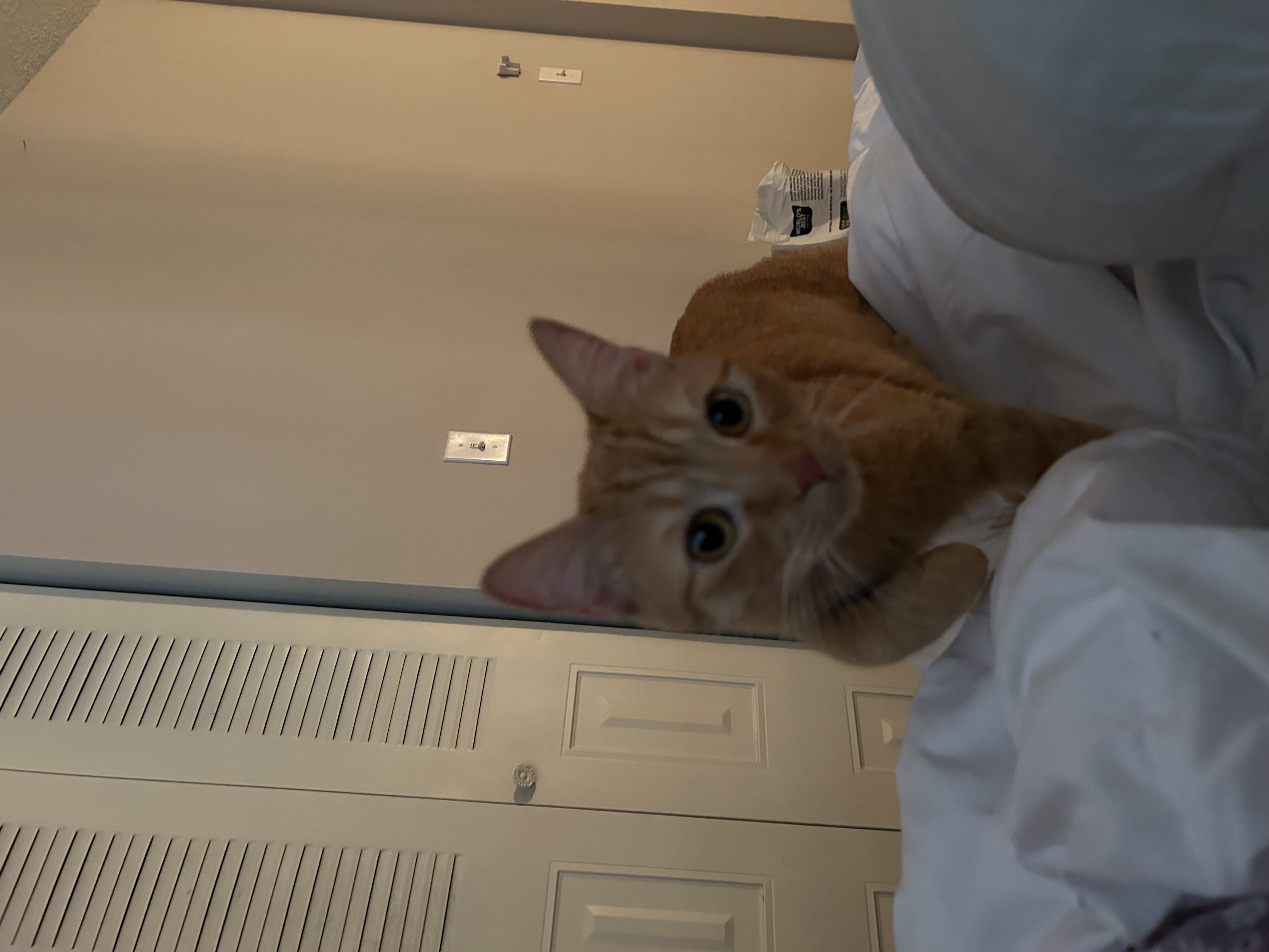 Enlarge Finn & Murphy, a Adoptable Domestic Short Hair in Tampa, FL image 5/6