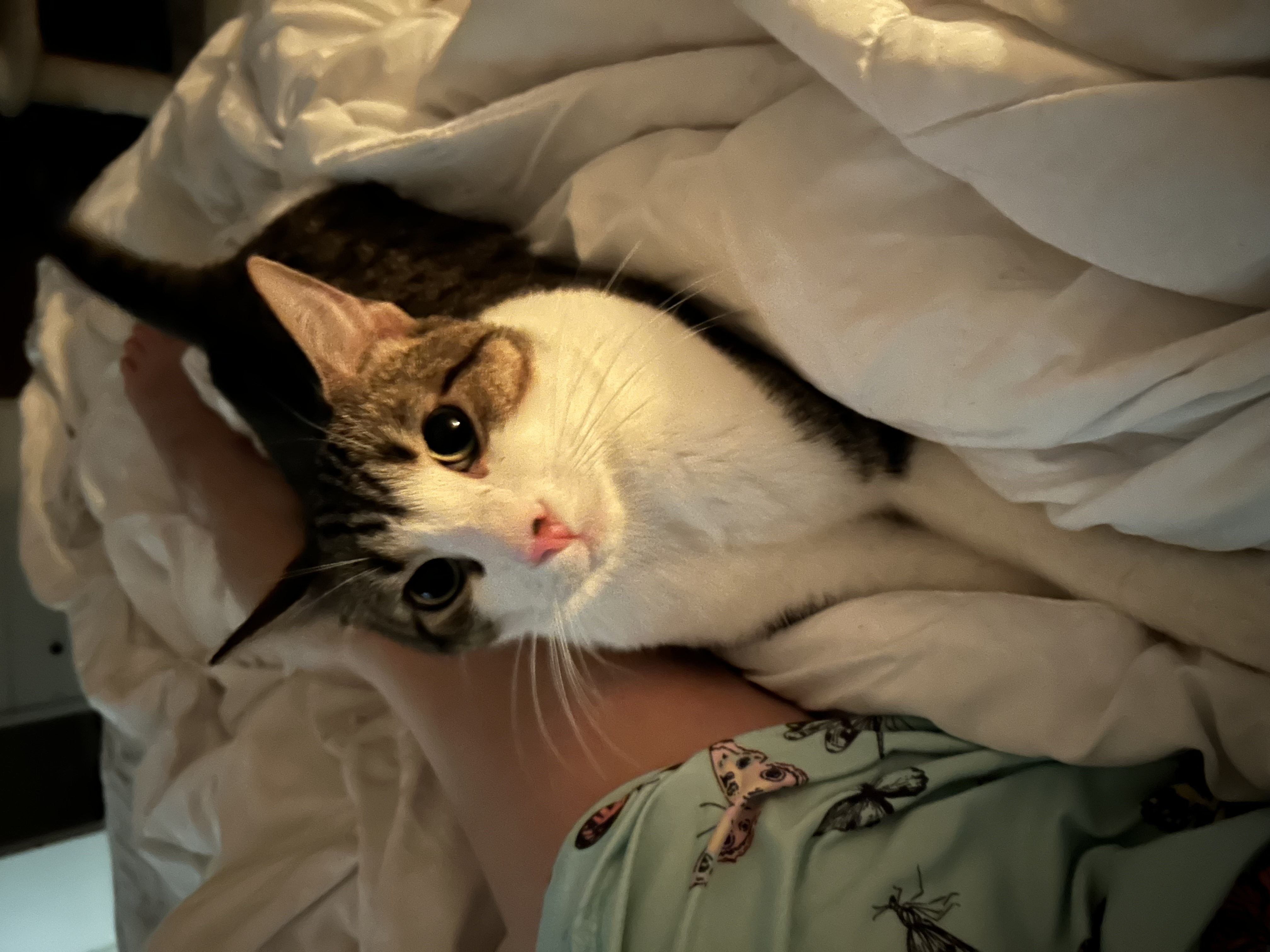 Enlarge Finn & Murphy, a Adoptable Domestic Short Hair in Tampa, FL image 4/6