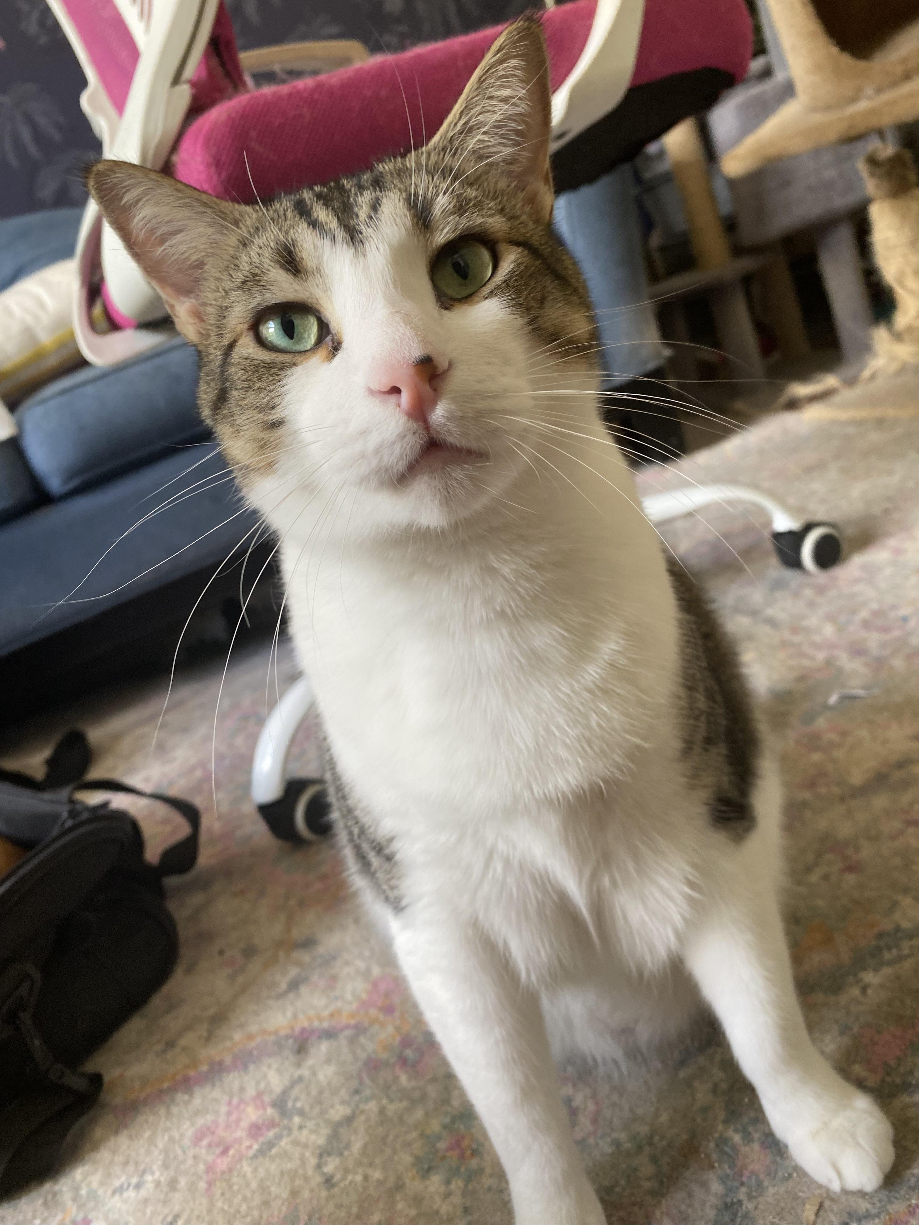 Enlarge Finn & Murphy, a Adoptable Domestic Short Hair in Tampa, FL image 3/6