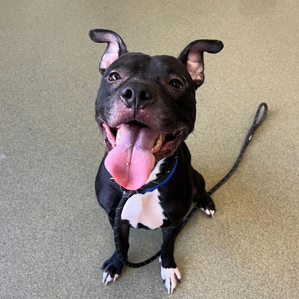 Atticus, Adoptable, Adult Male American Bulldog & Pit Bull Terrier.