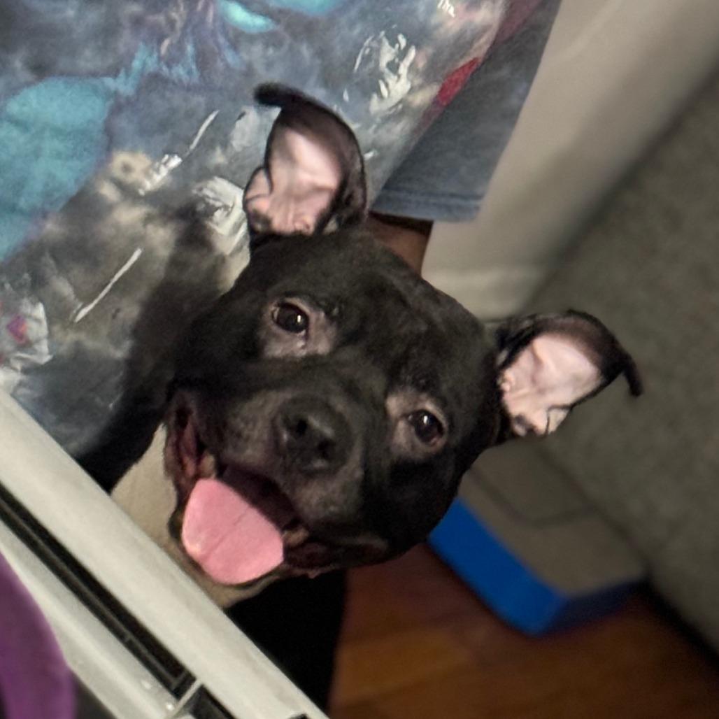 Atticus, a Adoptable mixed breed in Chicago, IL image 2/6