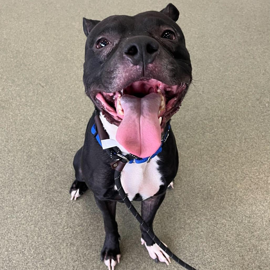 Atticus, a Adoptable mixed breed in Chicago, IL image 3/6