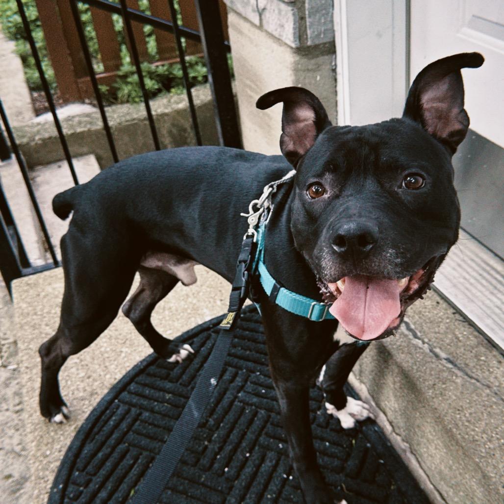 Atticus, a Adoptable mixed breed in Chicago, IL image 4/6