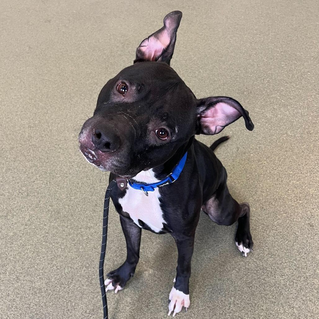 Atticus, a Adoptable mixed breed in Chicago, IL image 4/6