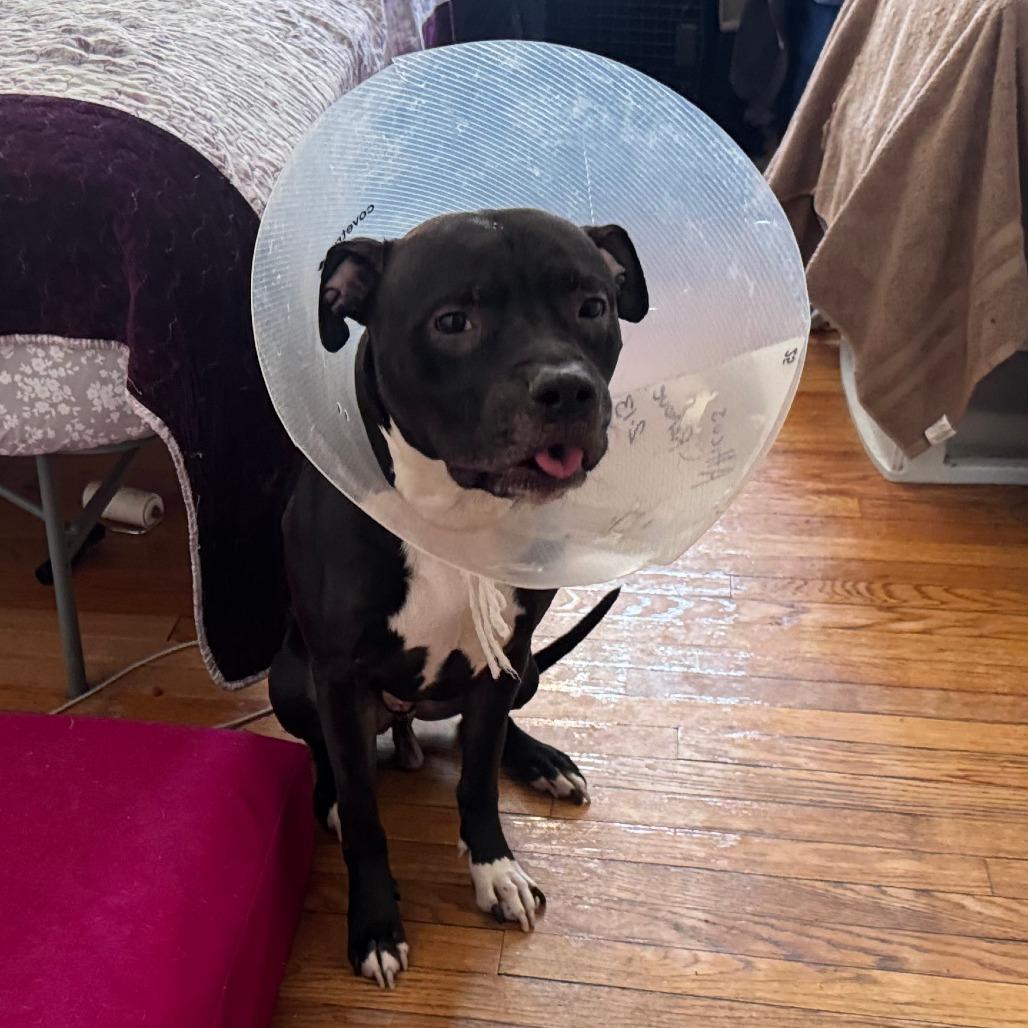 Atticus, a Adoptable mixed breed in Chicago, IL image 5/6