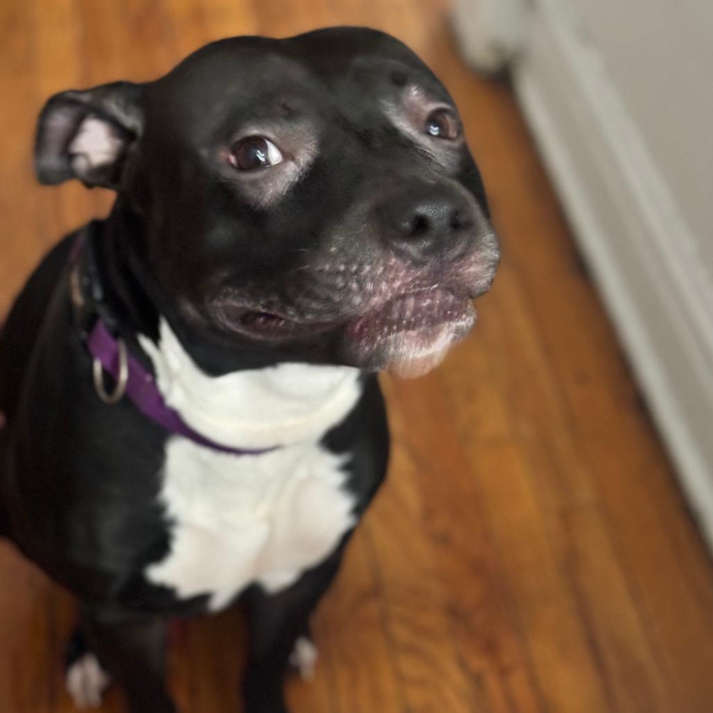 Atticus, a Adoptable mixed breed in Chicago, IL image 6/6