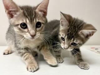 Fred & Oliver, a Adoptable Tabby in Seattle, WA image 2/5