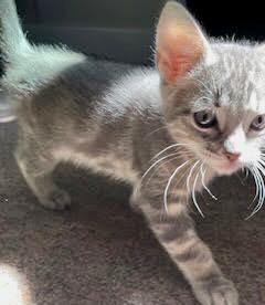 Fred & Oliver, a Adoptable Tabby in Seattle, WA image 4/5
