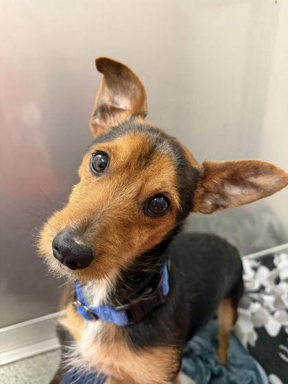 Kaine — thumbnail 2