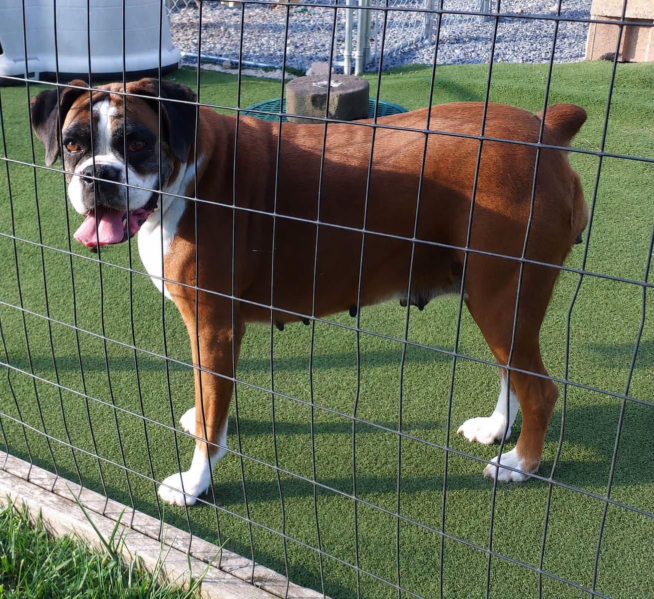 Enlarge Scarlett, a Adoptable Boxer in Monticello, NY image 1/2