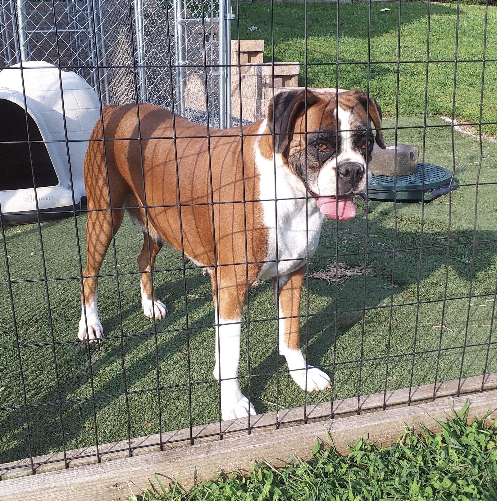 Enlarge Scarlett, a Adoptable Boxer in Monticello, NY image 2/2