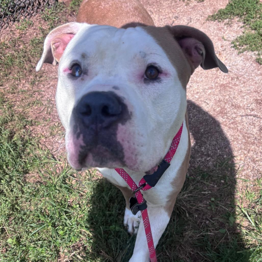 Enlarge Michelin Man, a Adoptable Pit Bull Terrier in York, PA image 1/6