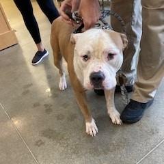 Enlarge Michelin Man, a Adoptable Pit Bull Terrier in York, PA image 2/6