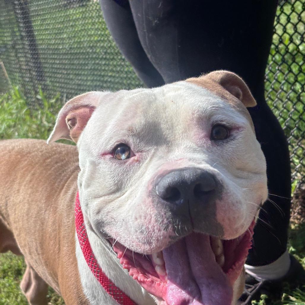 Enlarge Michelin Man, a Adoptable Pit Bull Terrier in York, PA image 3/6