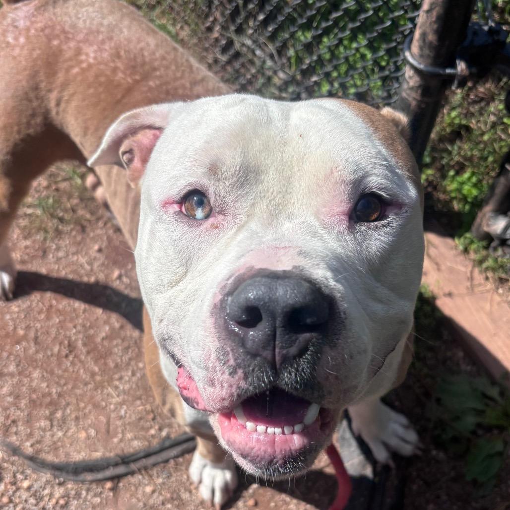 Enlarge Michelin Man, a Adoptable Pit Bull Terrier in York, PA image 4/6