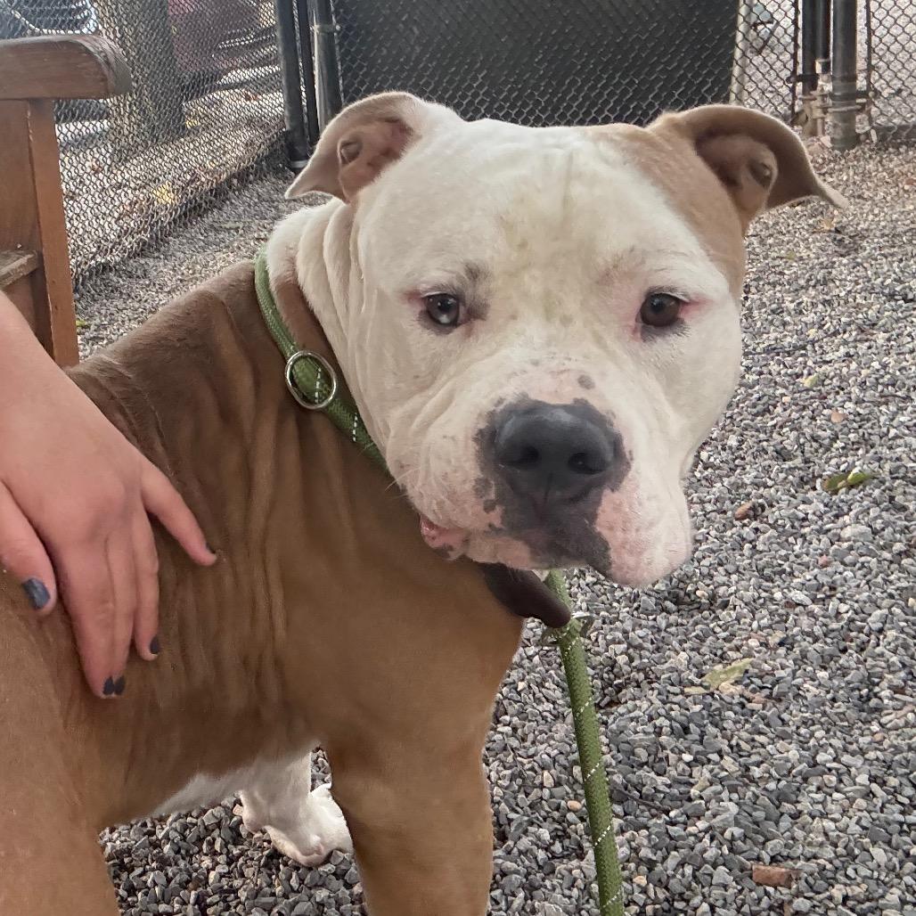 Enlarge Michelin Man, a Adoptable Pit Bull Terrier in York, PA image 5/6