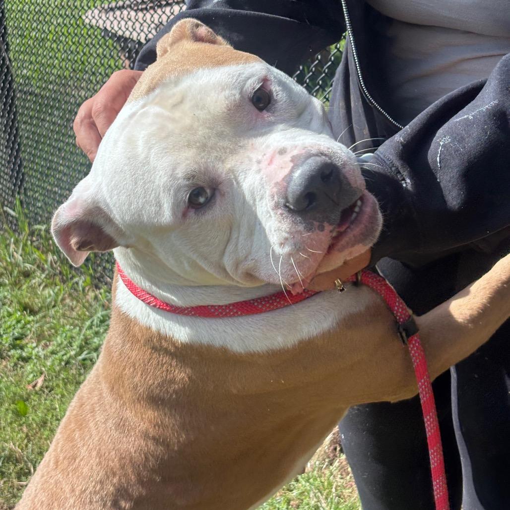 Enlarge Michelin Man, a Adoptable Pit Bull Terrier in York, PA image 6/6