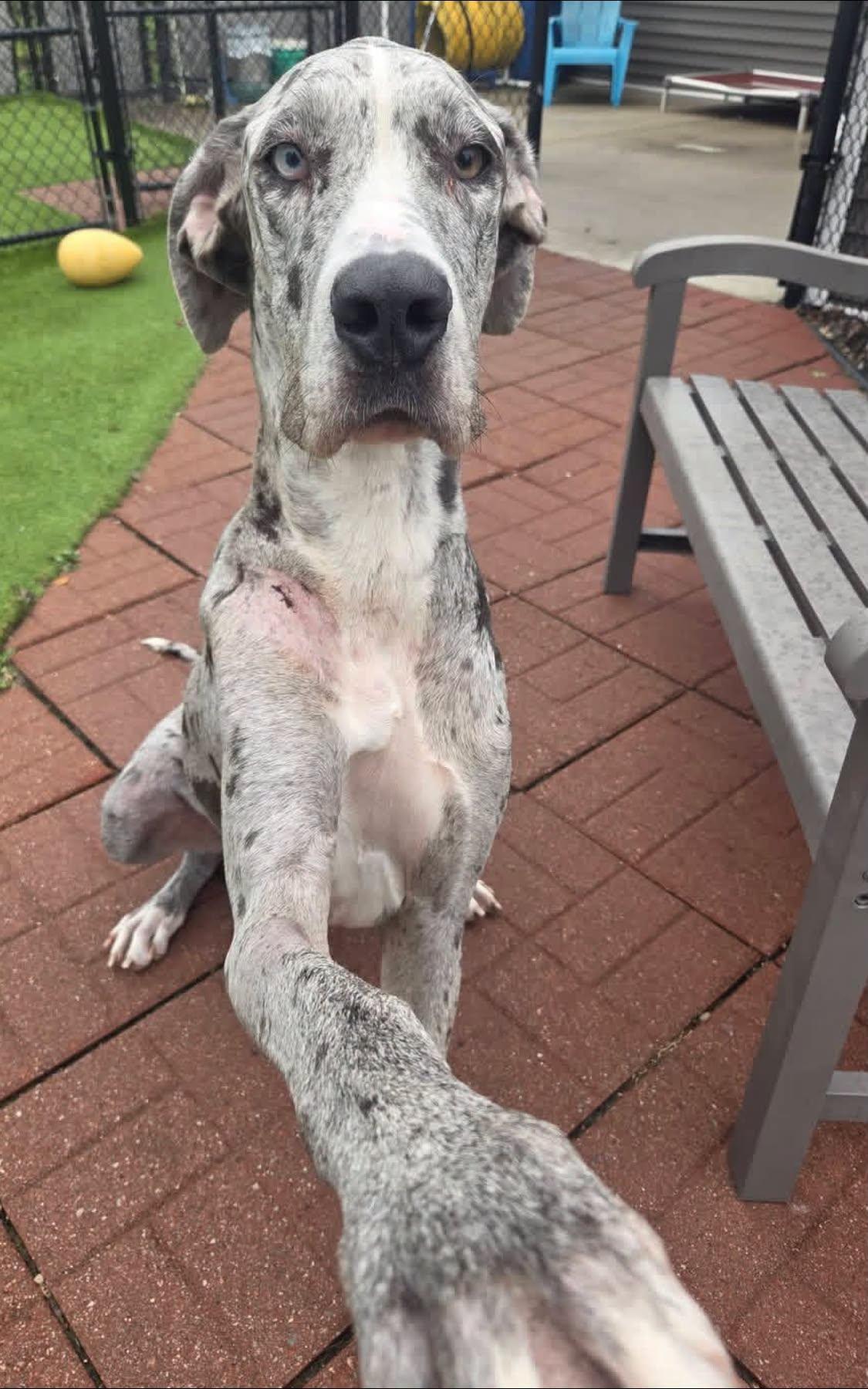 Enlarge Anna, a Adoptable Great Dane in Westville, IN image 1/1