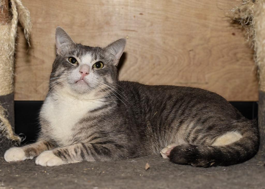 Ricardo, Adult Male Domestic Short Hair