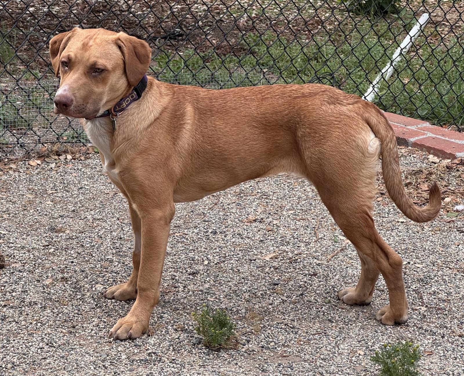Boysenberry aka Sadie, Adoptable, Young Female Labrador Retriever.