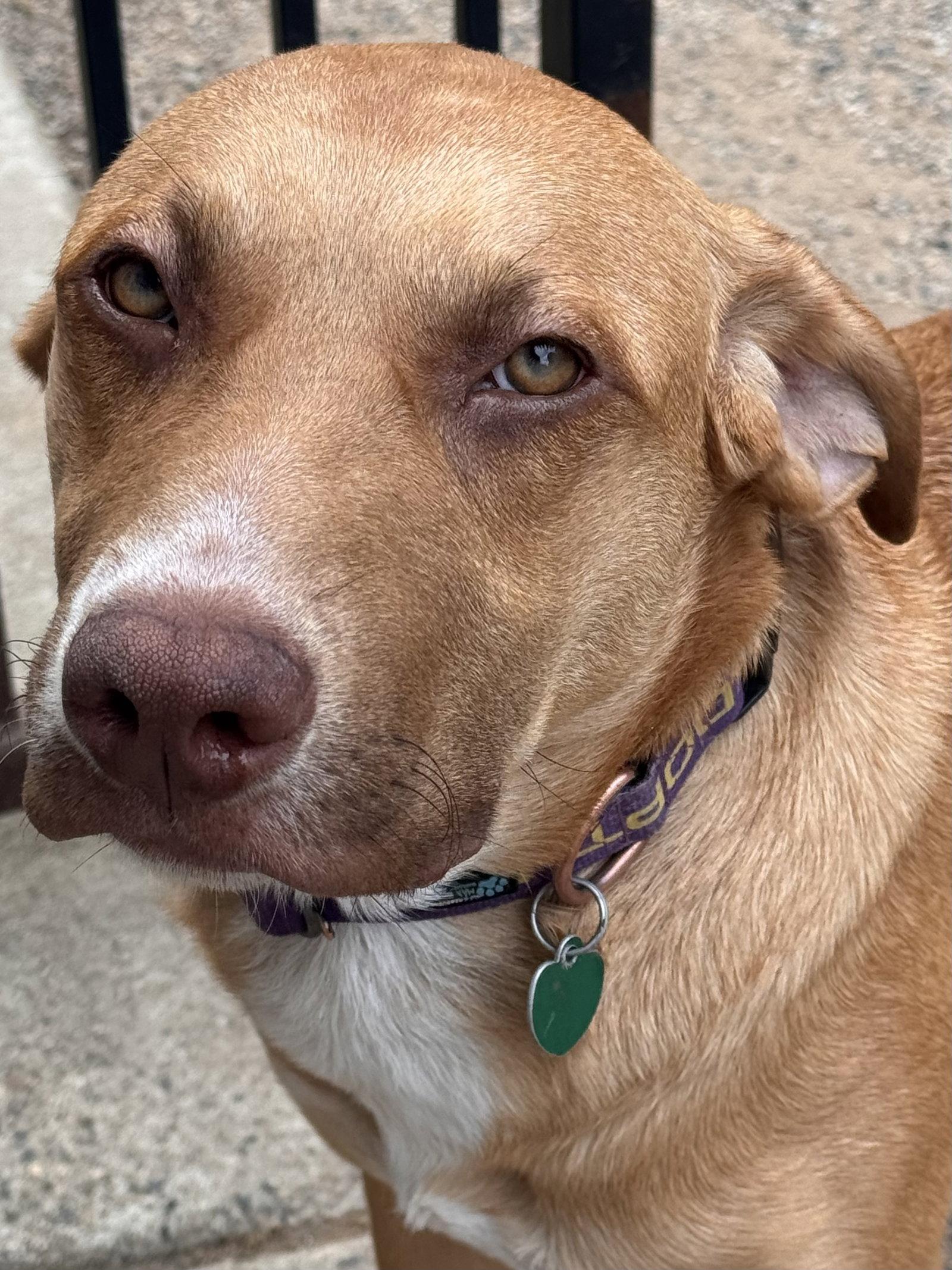 Enlarge Boysenberry aka Sadie, a Adoptable Labrador Retriever in Capistrano Beach, CA image 2/3