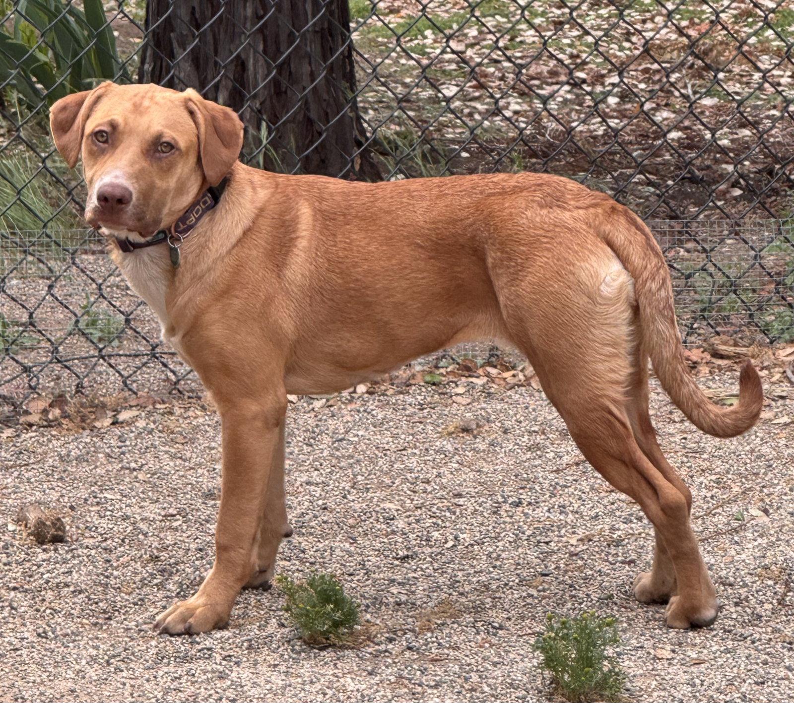 Enlarge Boysenberry aka Sadie, a Adoptable Labrador Retriever in Capistrano Beach, CA image 3/3