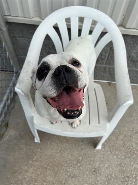 OLIVE, Adoptable, Adult Female English Bulldog & Mixed Breed.