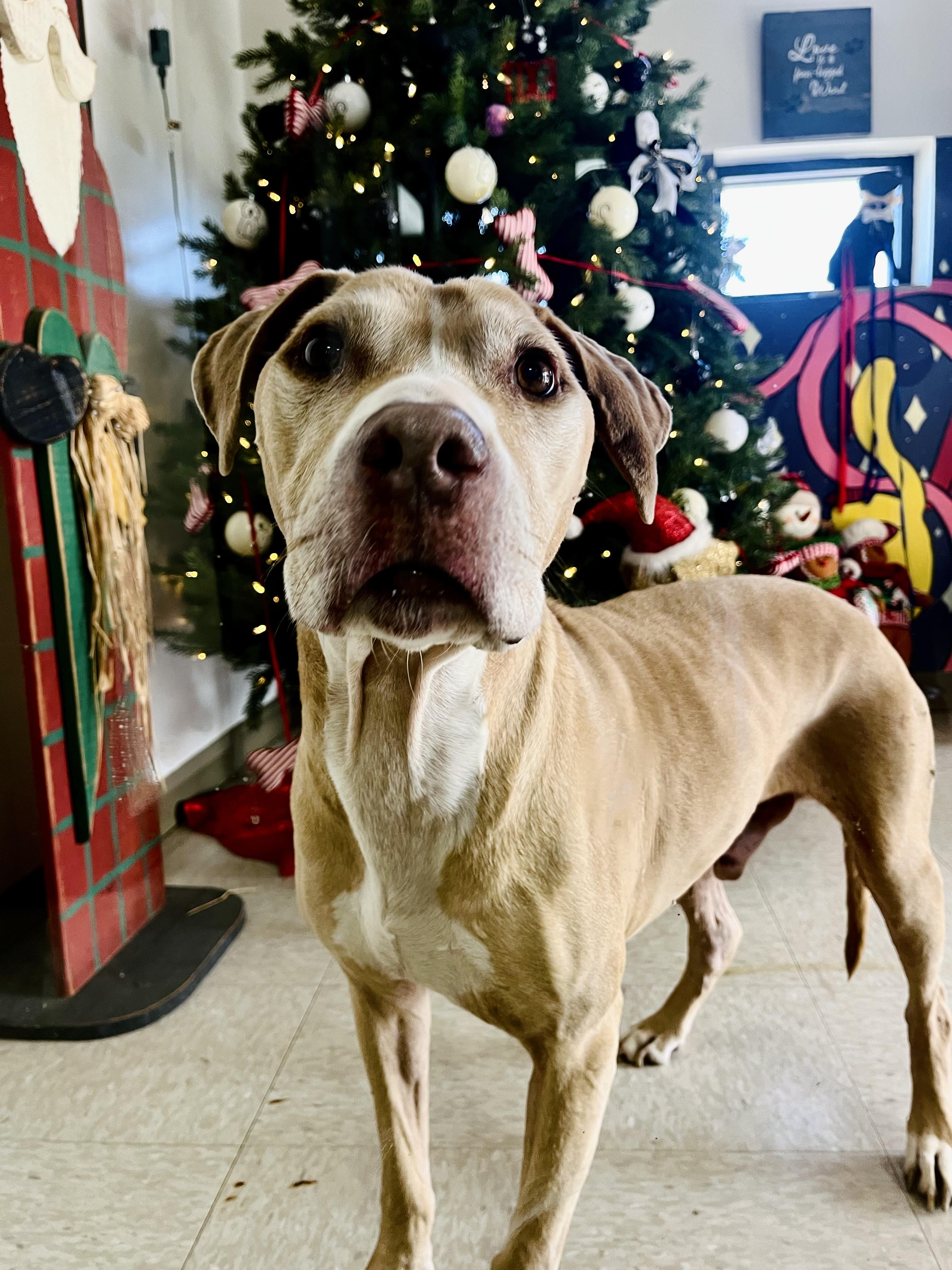 Enlarge Bouncer, a ADOPTABLE Mixed Breed in Chickasha, OK image 2/4
