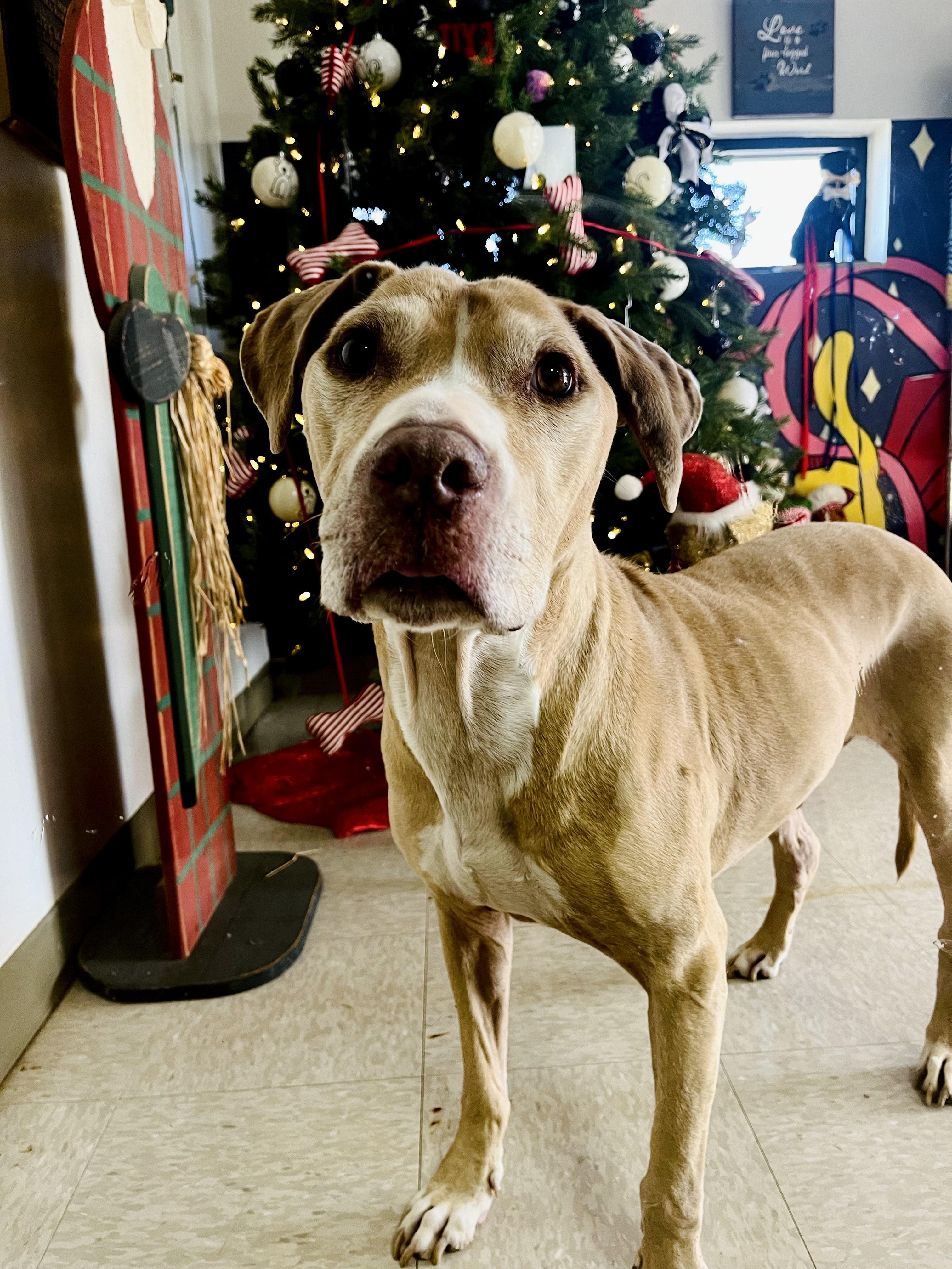 Bouncer, ADOPTABLE, Senior Male Mixed Breed.
