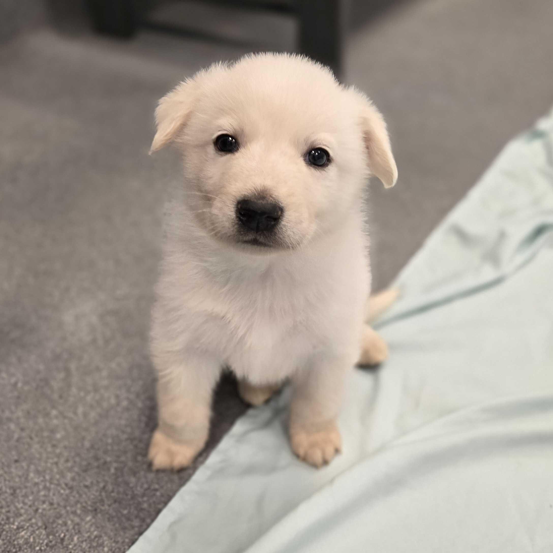 Ornament, adoptable, Puppy Male Mixed Breed.